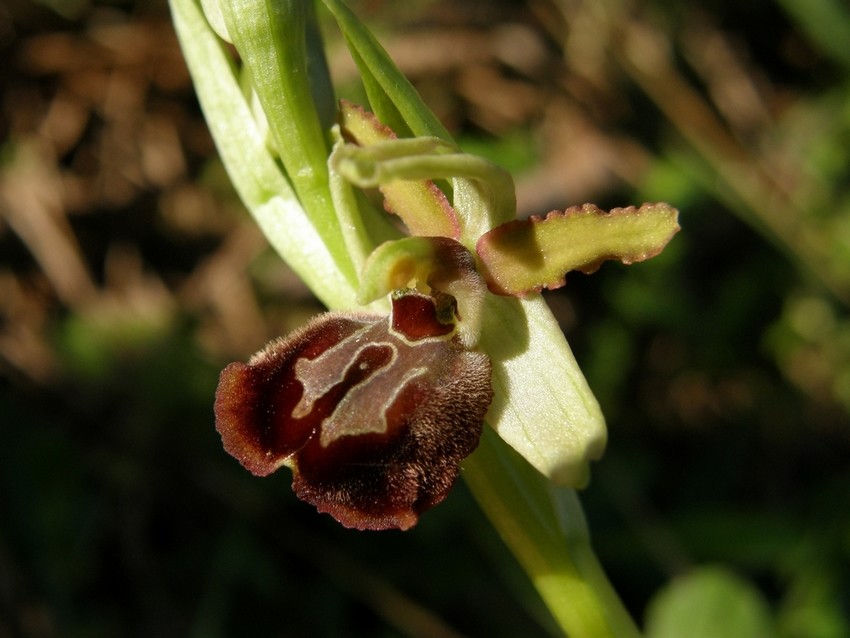 Ophrys sphegodes